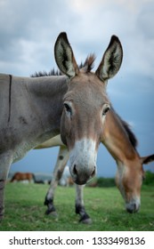 Cute Donkey Photobomb