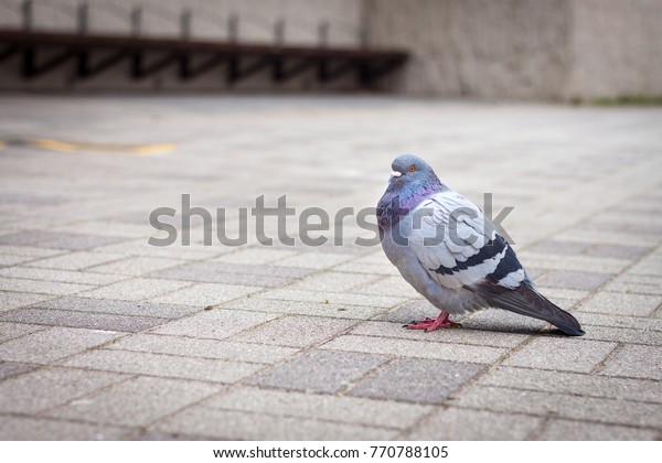 Cute Dove Standing On Floor Stock Photo Edit Now 770788105