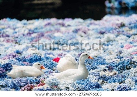 Cute duck floating in a hydrangea flower water basin