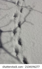 Cute Duck Foot Prints And Tracks In The Fresh Snow.