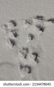 Cute Duck Foot Prints And Tracks In The Fresh Snow.