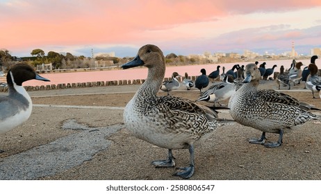Cute duck playing around while looking for people feeding