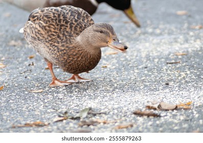 Cute duck quacking and looking into camera, brown female mallard duck close up  - Powered by Shutterstock