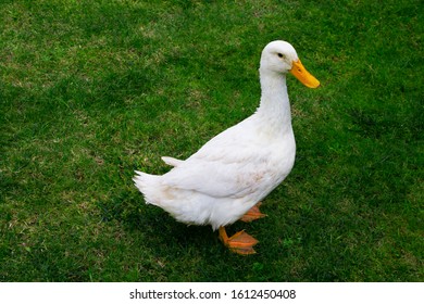 A cute duck standing on the green grass field.