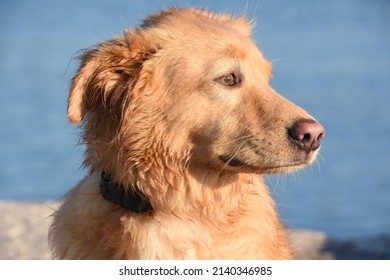 Cute Duck Toller Dog With His Head Turned Up Close And Personal.