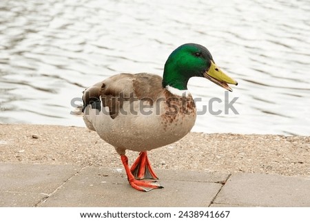 Cute Duck , Water Bird , Colorful, Beautiful