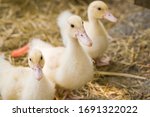 Cute duckies in their nest. Yellow ducklings on hay.Duck is numerous species in the waterfowl family.Tiny Baby Ducklings hatchling in agriculture farming