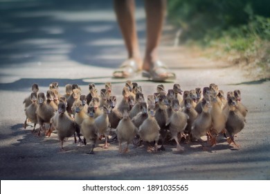 Cute Duckling Duck Farming Bird Flu