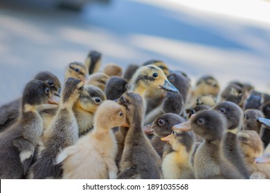 Cute Duckling Duck Farming Bird Flu