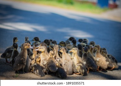 Cute Duckling Duck Farming Bird Flu