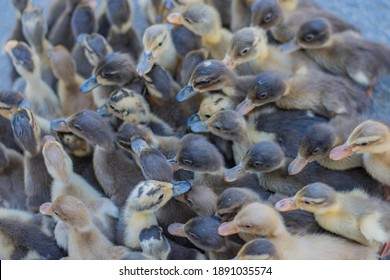 Cute Duckling Duck Farming Bird Flu