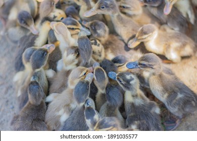 Cute Duckling Duck Farming Bird Flu