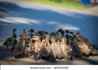 Cute Duckling Duck Farming Bird Flu