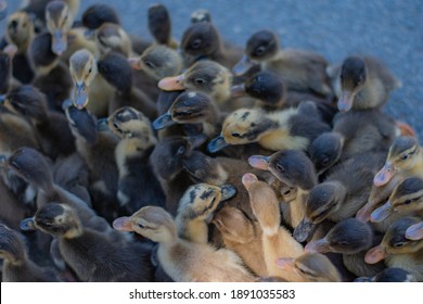 Cute Duckling Duck Farming Bird Flu