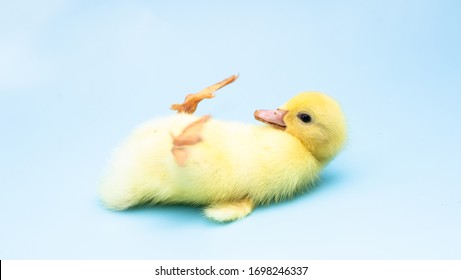 Duckling Images Stock Photos Vectors Shutterstock