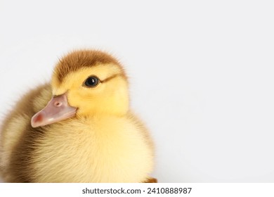 Cute duckling on grey background