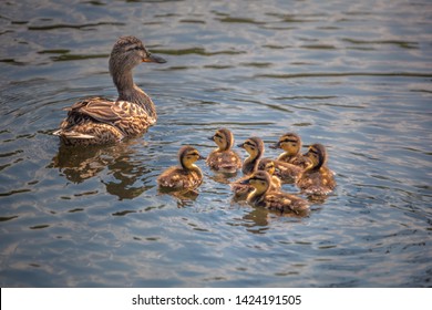 cute ducklings following mother,duck babies,symbolic figurative harmonic peaceful animal family, close-up portrait, following team, grouping together, trust safety and harmony  - Powered by Shutterstock