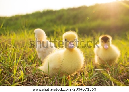 Cute ducklings in the morning on green grass background