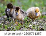 Cute ducklings running at camera. Adorable Muscovy ducks of different colors together. Siblings showing togetherness.