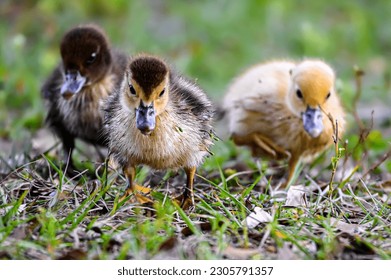 Cute ducklings running at camera. Adorable Muscovy ducks of different colors together. Siblings showing togetherness.