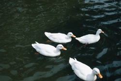 Cute Ducks Group Swimming On The Lake.