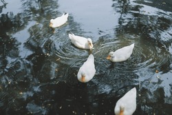 Cute Ducks Group Swimming On The Lake.