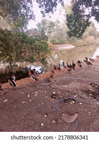 Cute Ducks In A Row Near Water