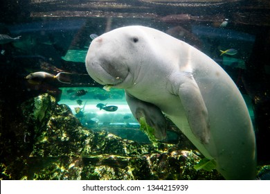 Dugong Bilder Stockfotos Und Vektorgrafiken Shutterstock