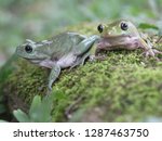Cute Dumpy Frog
