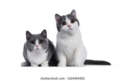 Kittens Cutout Images Stock Photos Vectors Shutterstock