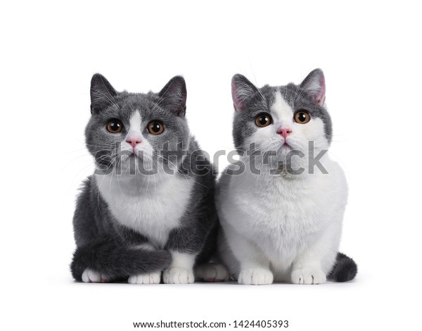 Cute Duo 2 Blue White British Stock Photo Edit Now 1424405393