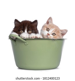 Cute duo of British Shorthair / Longhair kittens in varied colors, sitting in green washing tub. All looking towards camera. Isolated on white background.