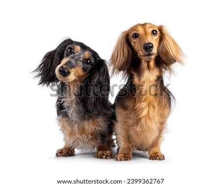 Cute duo of long smooth haired Dachshund or Teckels. Standing facing front. Looking towards camera with cute head tilt. Isolated on a white background.