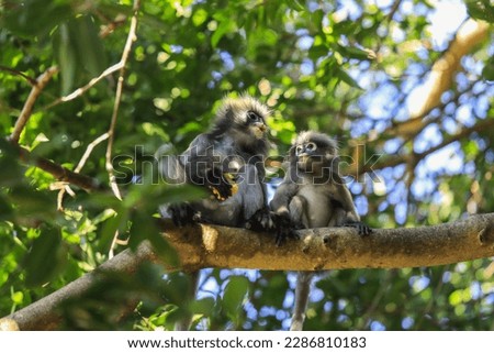 Cute Dusky Langur Monkey inside the Green Trees in the Rain Forest, Thailand
