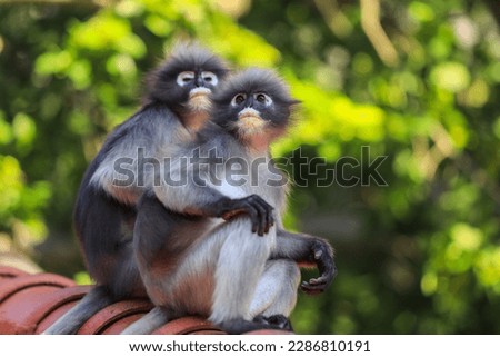 Cute Dusky Langur Monkey inside the Green Trees in the Rain Forest, Thailand