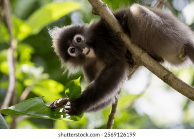 Cute Dusky Leaf Monkey, the spectacled langur or the spectacled leaf monkey in Taiping Zoo and Taiping Lake Garden.