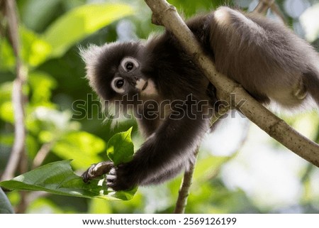 Cute Dusky Leaf Monkey, the spectacled langur or the spectacled leaf monkey in Taiping Zoo and Taiping Lake Garden.