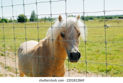 Cute Dwarf Horse With White Mane, Pony In Zoo Farm Outdoors.