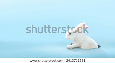 Cute Easter bunny on blue background. Rabbit looking out of a hole. Spring season greeting. Easter egg hunt invitation.