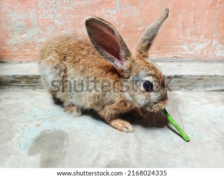 cute easter bunny, rabbit eating, cute little bunny
