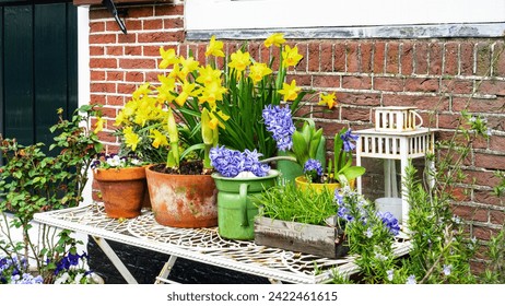 Cute Easter card with bulbous spring flowers. Dutch style of landscape design. Amaryllis, blue hyacinths and yellow daffodils in a terracotta flower pot against the brick wall. Easter flowers banner.