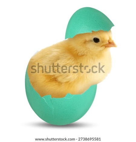 Cute Easter chick in eggshell on white background