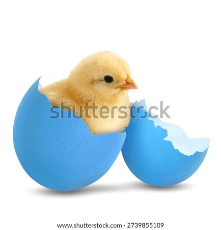 Cute Easter chick in eggshell on white background