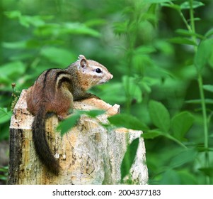 A cute Eastern Chipmunk.  Tri County Fish and Game 