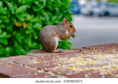 Cute eastern gray squirrel eating scattered corn kernels on a brick ledge.