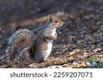 Cute eastern gray squirrel foraging for nuts with a shallow depth of field and copy space