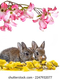 cute easters rabbits and spring flowers