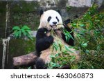 Cute Eating Panda, China 
