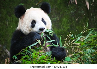 Cute Eating Panda, China 