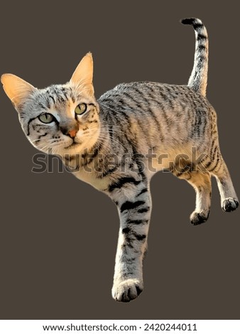 Cute Egyptian cat kitten isolated on brown background.in Hindi say Bili.